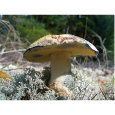 Мицелий Гиропоруса синеющего / Синяк (Gyroporus cyanescens)